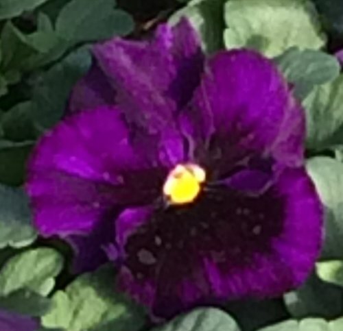 Pansy Pure Violet 6 Pack
