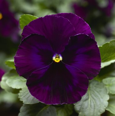 Pansy Purple Six Pack