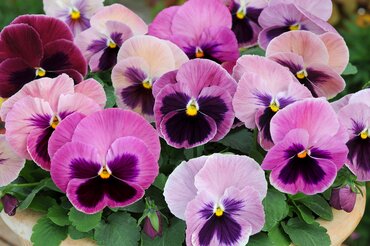 Pansy Purple Surprise 6 Pack