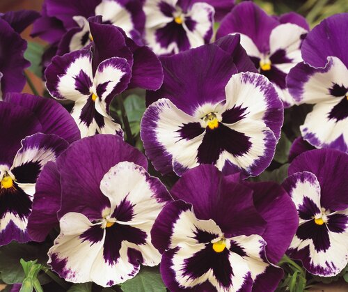 Pansy Purple & White Six Pack