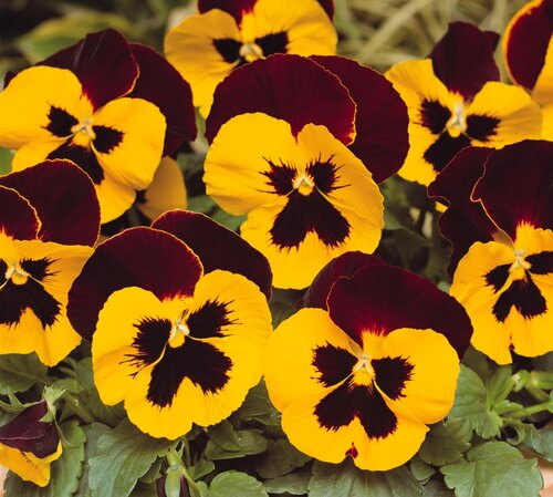 Pansy Red Wing Six Pack