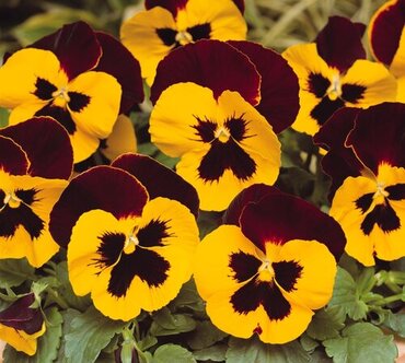 Pansy Red Wing Six Pack