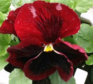 Pansy Red With Blotch 6 Pack