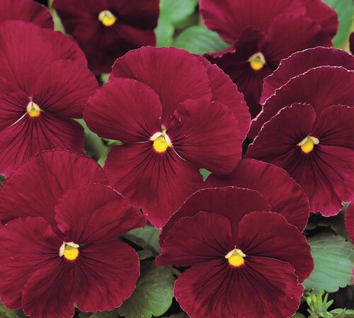 Pansy Rose 6 Pack