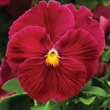 Pansy Rose 6 Pack