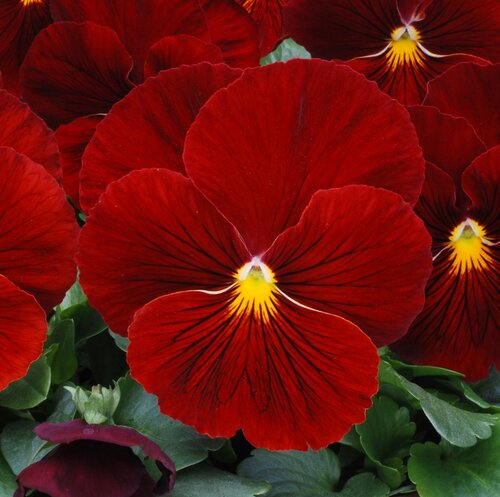 Pansy Scarlet Six Pack