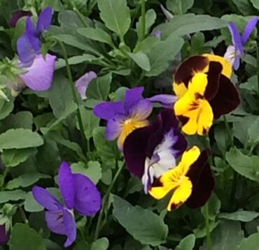 Pansy Trailing Mixed Jumbo Six Pack