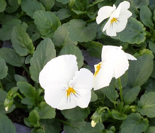 Pansy Trailing White Jumbo Six Pack