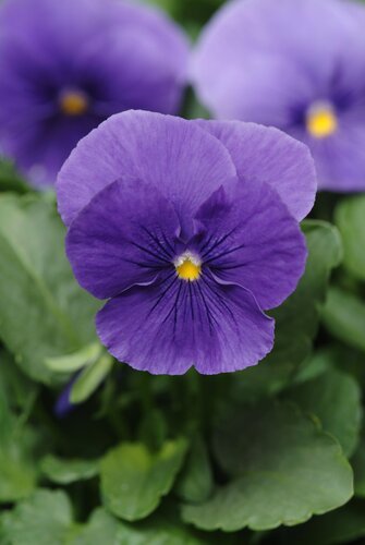 Pansy True Blue Six Pack