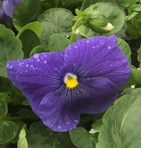 Pansy True Blue Six Pack