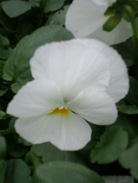 Pansy White 6 Pack