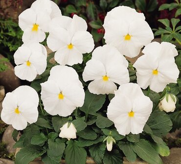 Pansy White 6 Pack