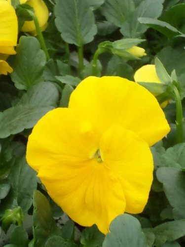 Pansy Yellow 6 Pack