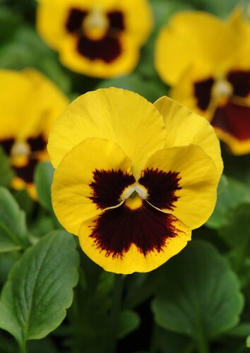Pansy Yellow Blotch Six Pack