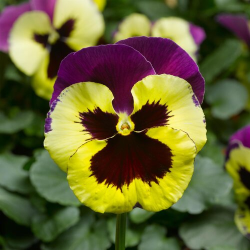 Pansy Yellow Purple Wing Six Pack