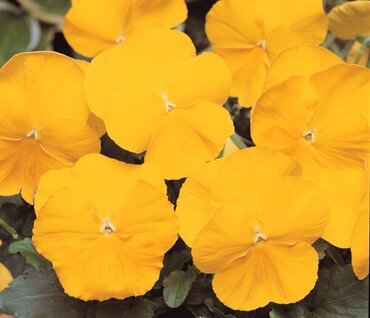 Pansy Yellow Six Pack