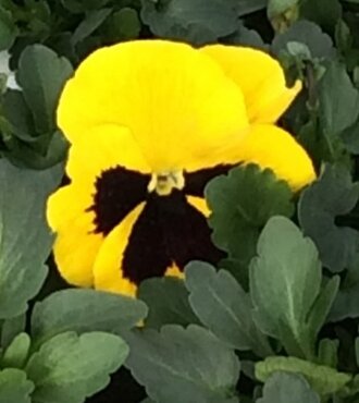 Pansy Yellow With Blotch 6 Pack