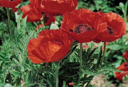 Papaver Beauty Of Livermere 1 Litre