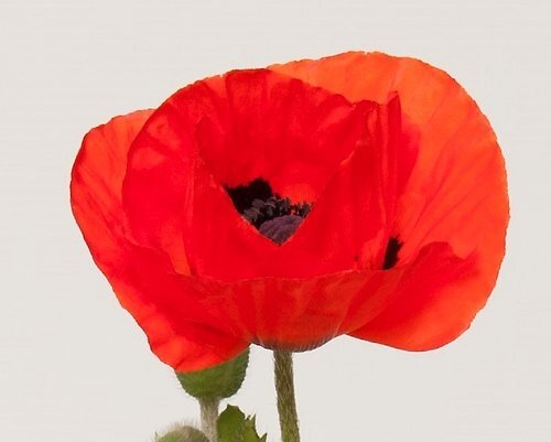 Papaver Brilliant (Oriental Poppy) 3 Litre