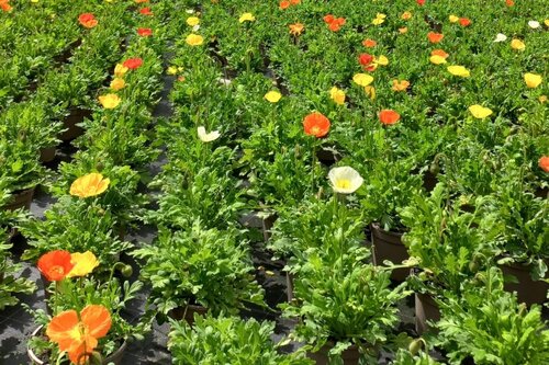 Papaver Garden Gnome 2 litre