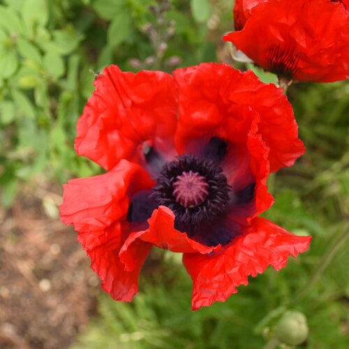 Papaver Orientale Beauty Of Livermore 9cm