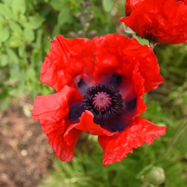 Papaver Orientale Beauty Of Livermore 9cm