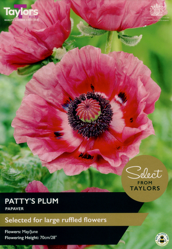 Papaver Pattys Plum