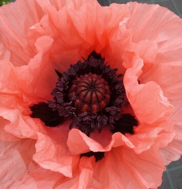 Papaver Princess Victoria Louise 1 Litre