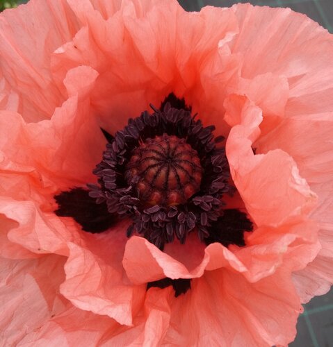 Papaver Princess Victoria Louise 3 Litre