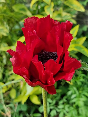 Papaver Red Rumble 2 Litre