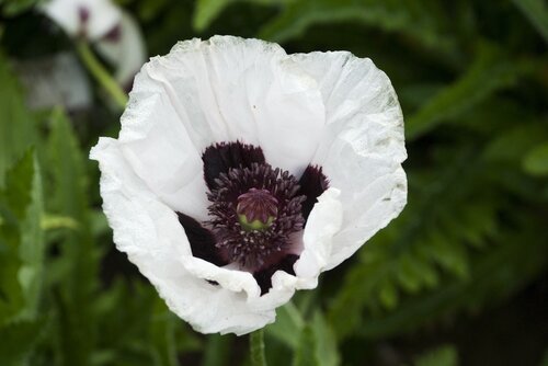 Papaver Royal Wedding 1 Litre