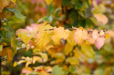 Parrotia Cherry Tips 12 Litre - image 1
