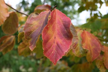 Parrotia persica 12 Litre