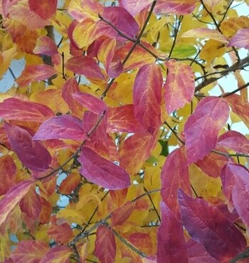 Parrotia Persica Persian Spire 3 Litre - image 2