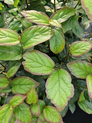 Parrotia persica Persian Spire 5 Litre