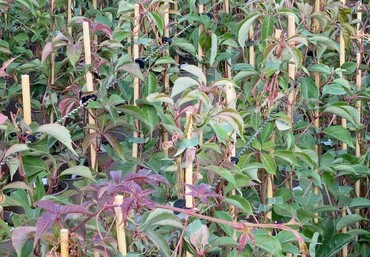 Parthenocissus Henryana (Viginia Creeper) 3 litre