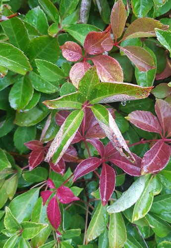 Parthenocissus Quinquefolia (Viginia Creeper) 3 litre