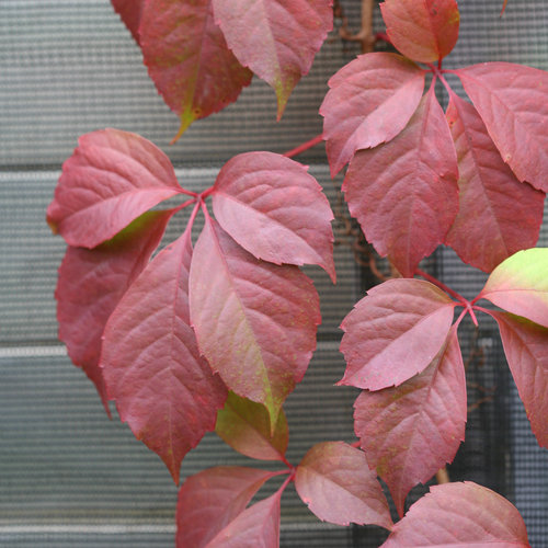 Parthenocissus Red Wall 3 Litre