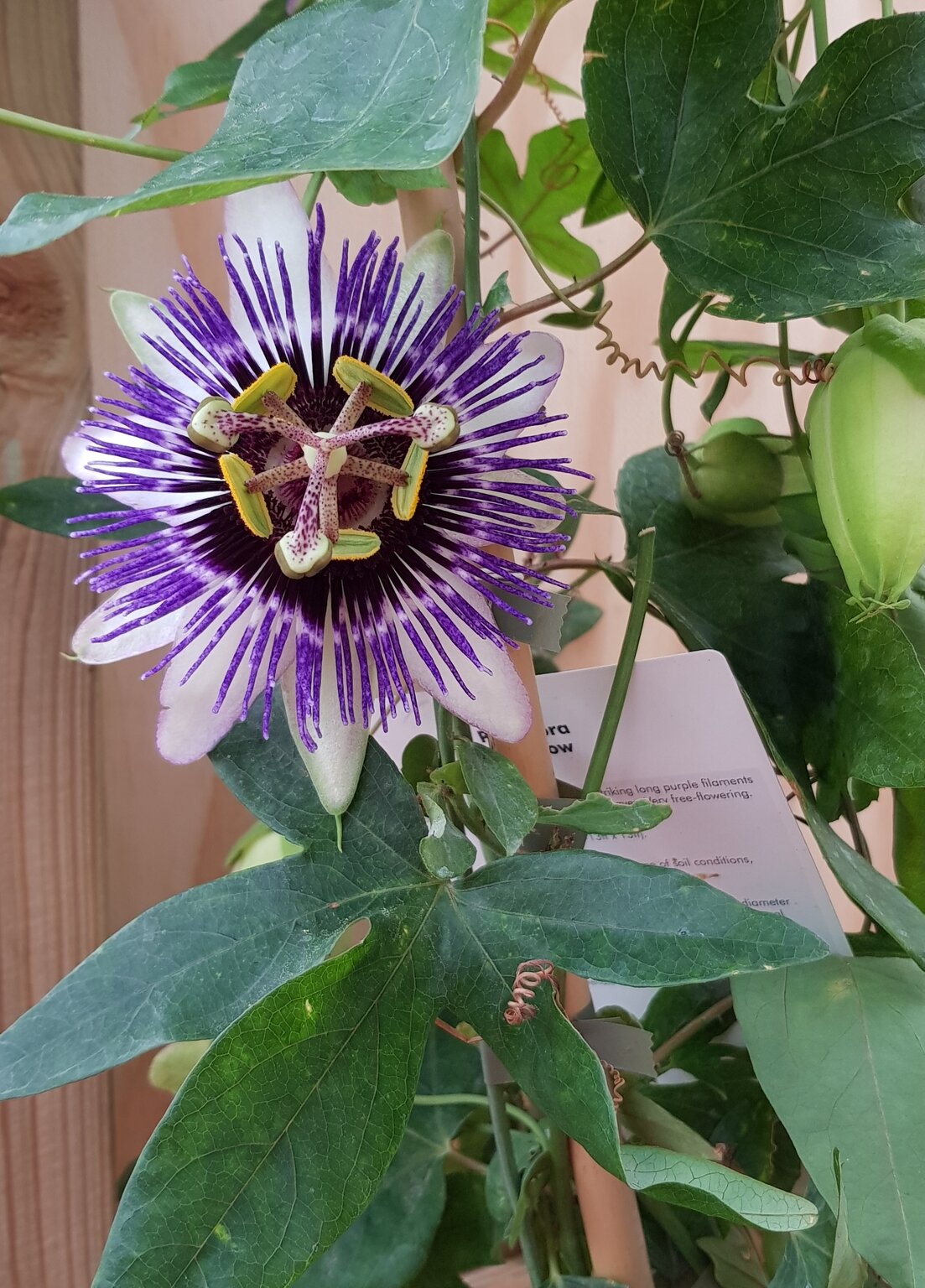 Passiflora Caerulea 3 litre Stewarts Garden Centre