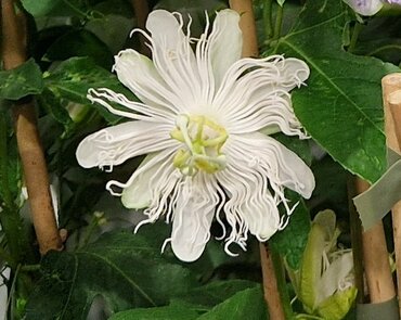 Passiflora Cooltropics Snowstar 3 Litre