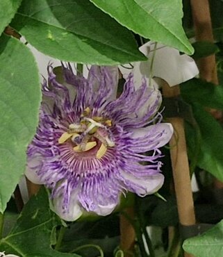 Passiflora Eia Popeia 3 Litre