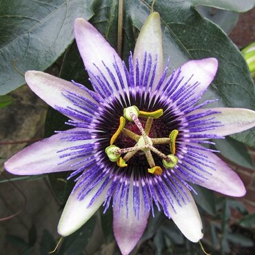 Passiflora X Silly Cow ( Damsel'S Delight ) 3L