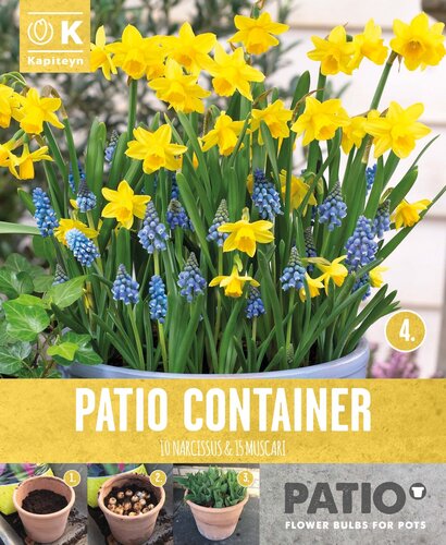 Patio Container Pack Narcissus & Muscari