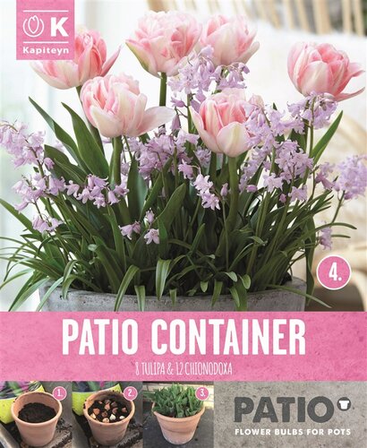 Patio Container Pack Tulip & Chinonodoxa