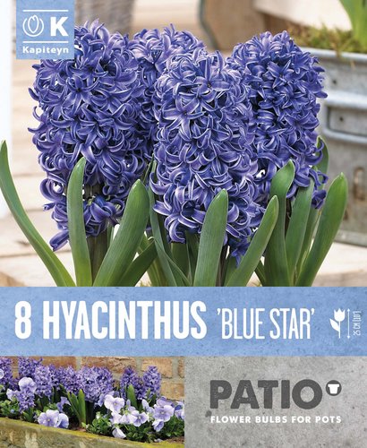 Patio Pack Hyacinth Blue Star