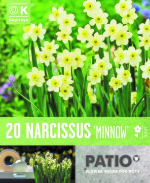 Patio Pack Narcissus Minnow