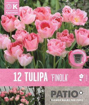 Patio Pack Tulip Double Finola