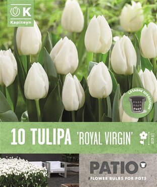 Patio Pack Tulip Triumph Royal Virgin
