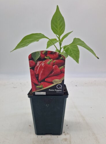 Patio Pepper Balconi 8.5cm