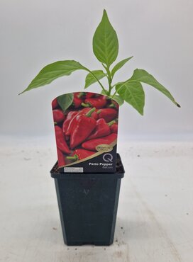 Patio Pepper Balconi 8.5cm
